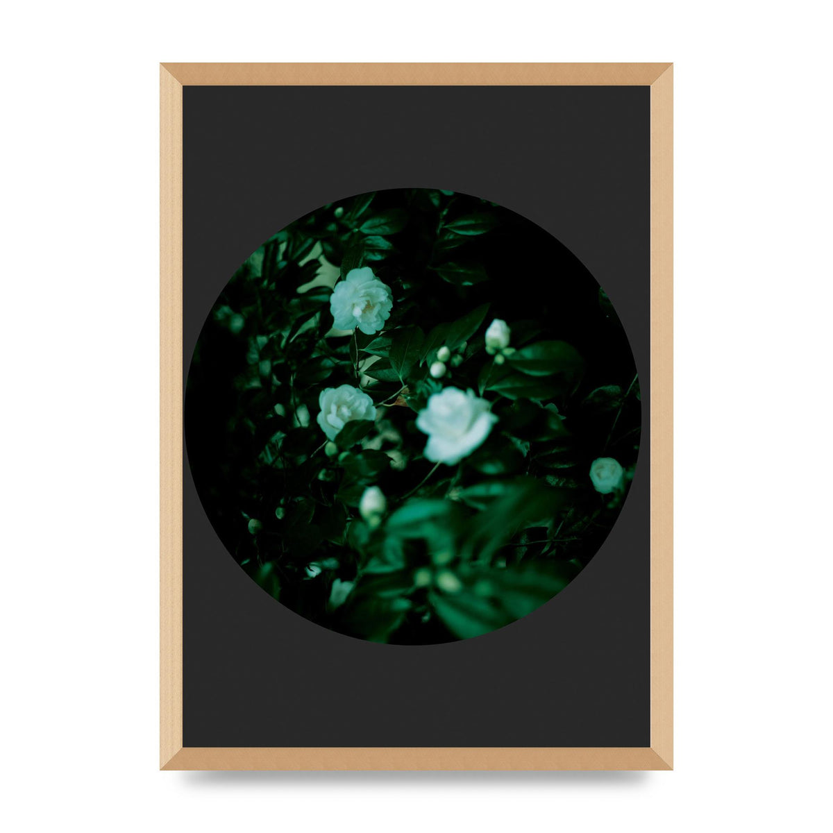 Black Back Green Plant Disc Series Three Wall Art - A2 framed
