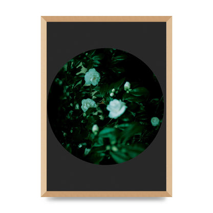 Black Back Green Plant Disc Series Three Wall Art - A2 framed
