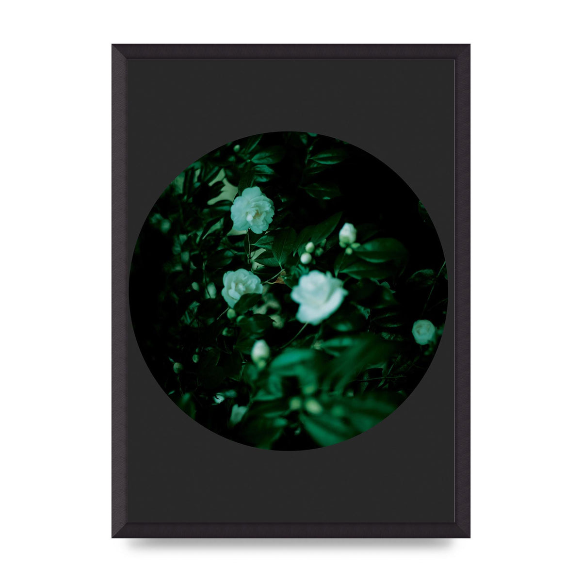 Black Back Green Plant Disc Series Three Wall Art - A2 framed
