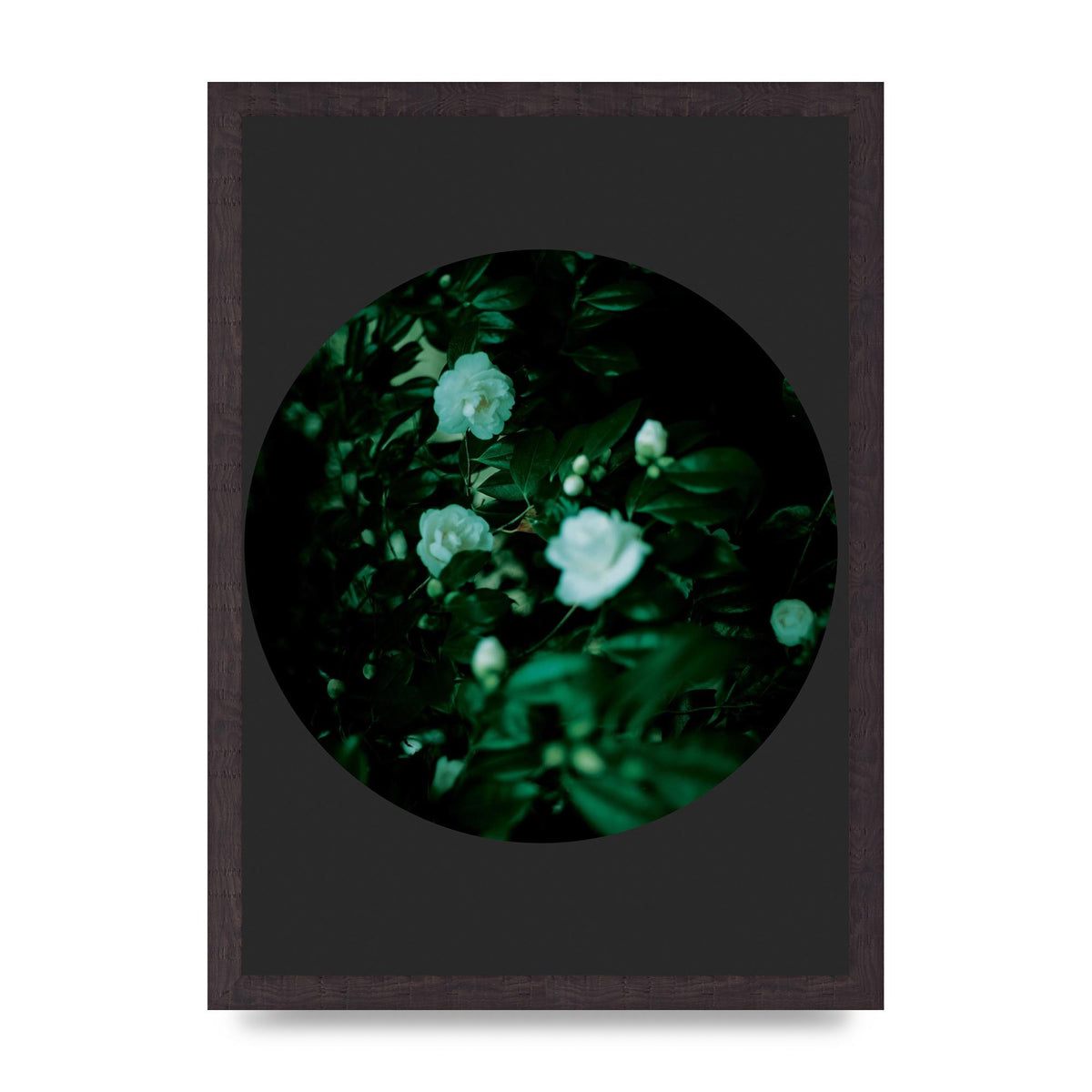 Black Back Green Plant Disc Series Three Wall Art - A3 framed