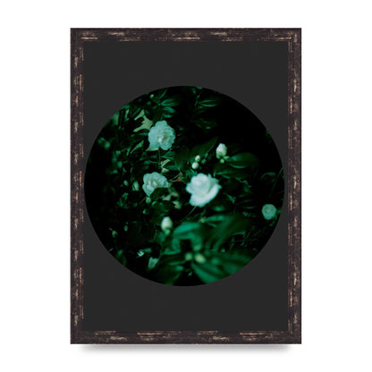 Black Back Green Plant Disc Series Three Wall Art - A3 framed