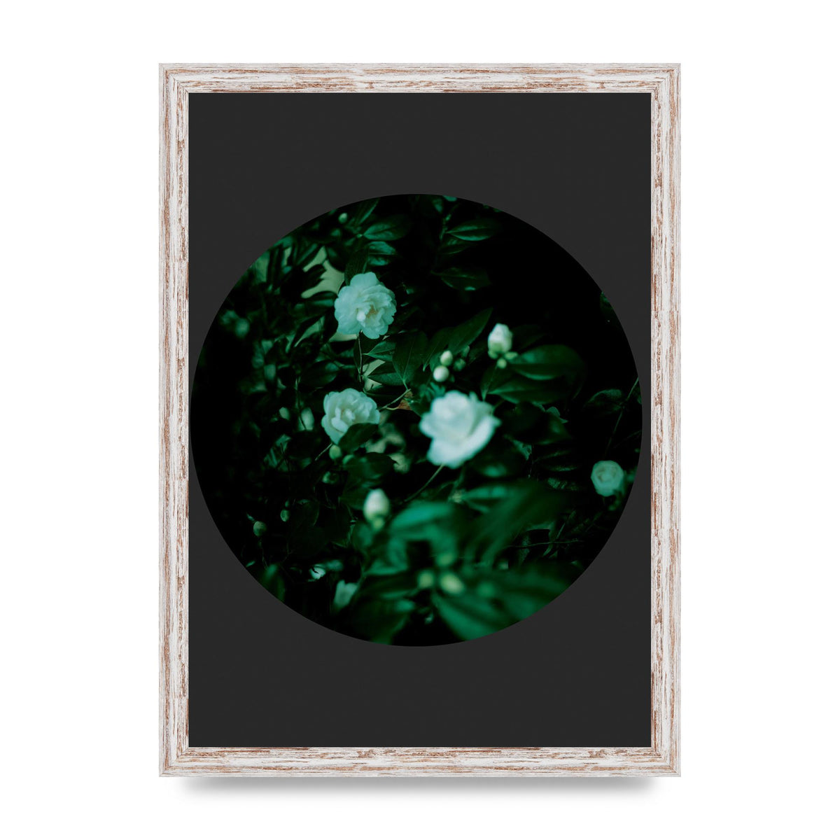 Black Back Green Plant Disc Series Three Wall Art - A3 framed