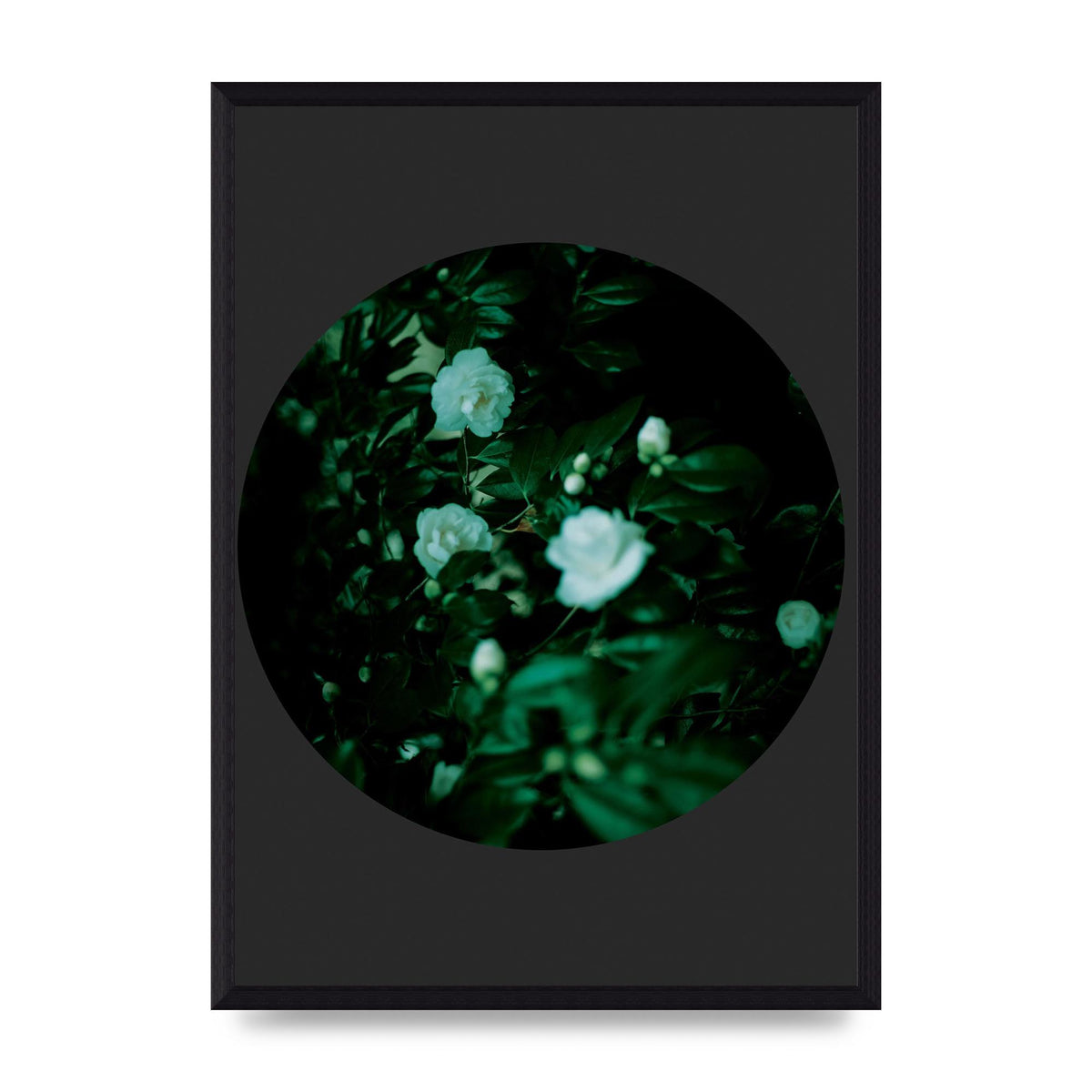 Black Back Green Plant Disc Series Three Wall Art - A3 framed