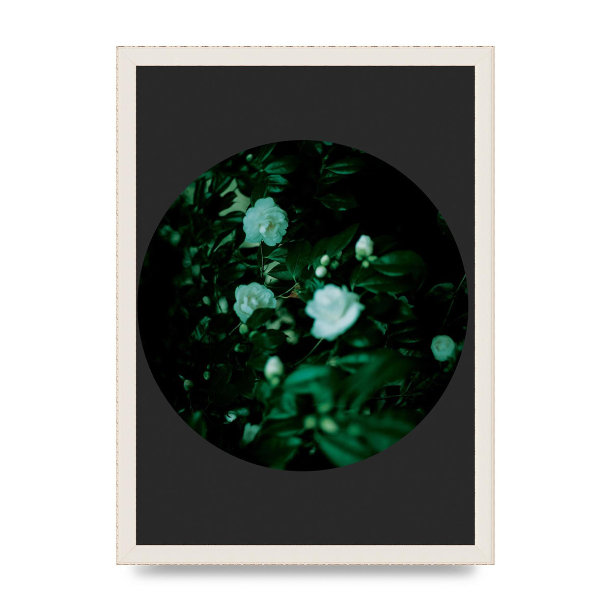 Black Back Green Plant Disc Series Three Wall Art - A3 framed