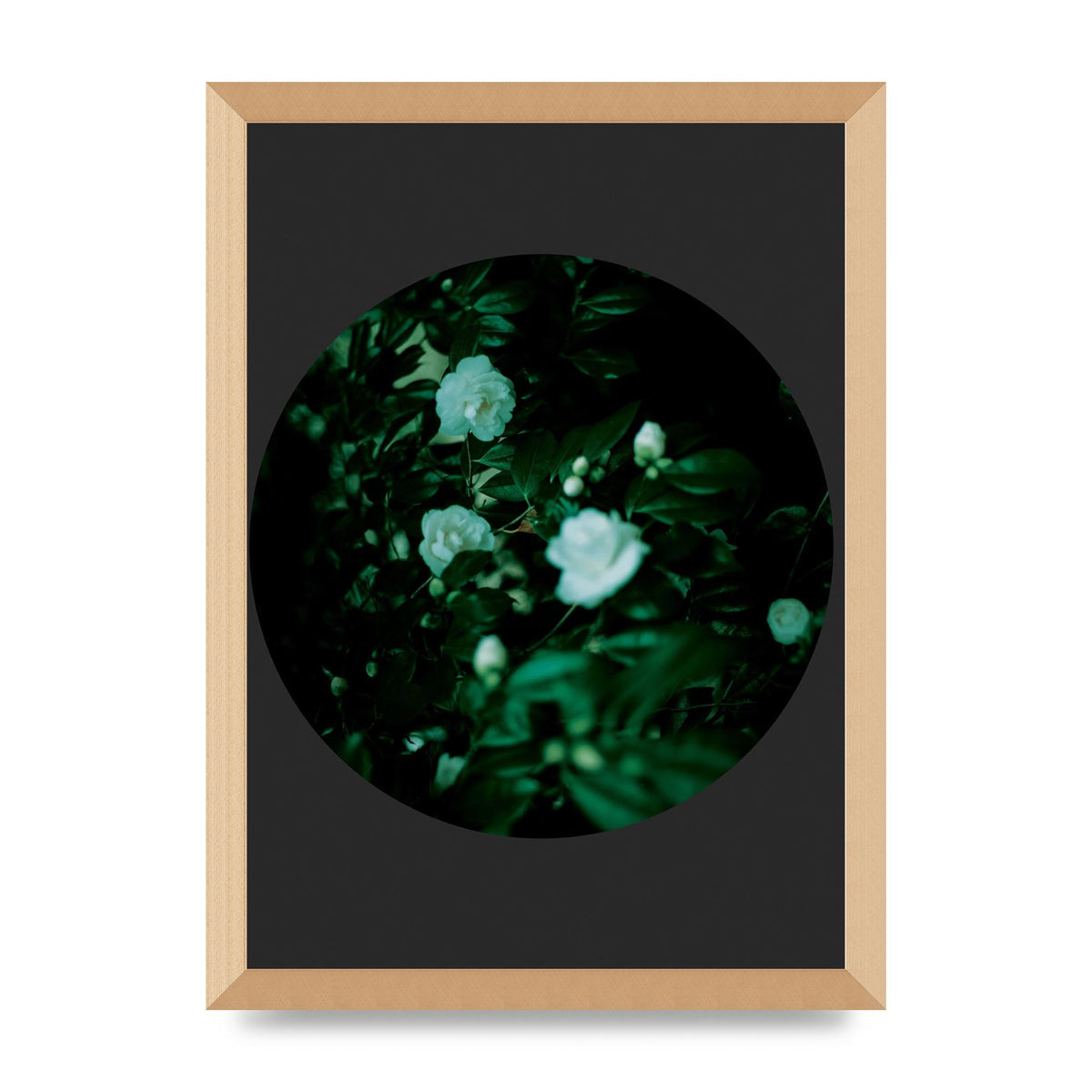 Black Back Green Plant Disc Series Three Wall Art - A3 framed