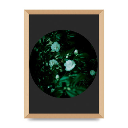 Black Back Green Plant Disc Series Three Wall Art - A3 framed
