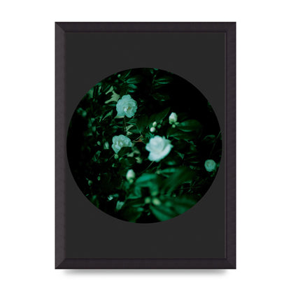 Black Back Green Plant Disc Series Three Wall Art - A3 framed