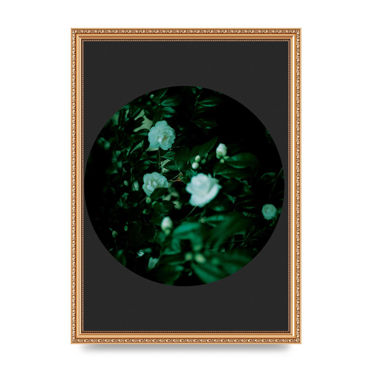 Black Back Green Plant Disc Series Three Wall Art - A3 framed
