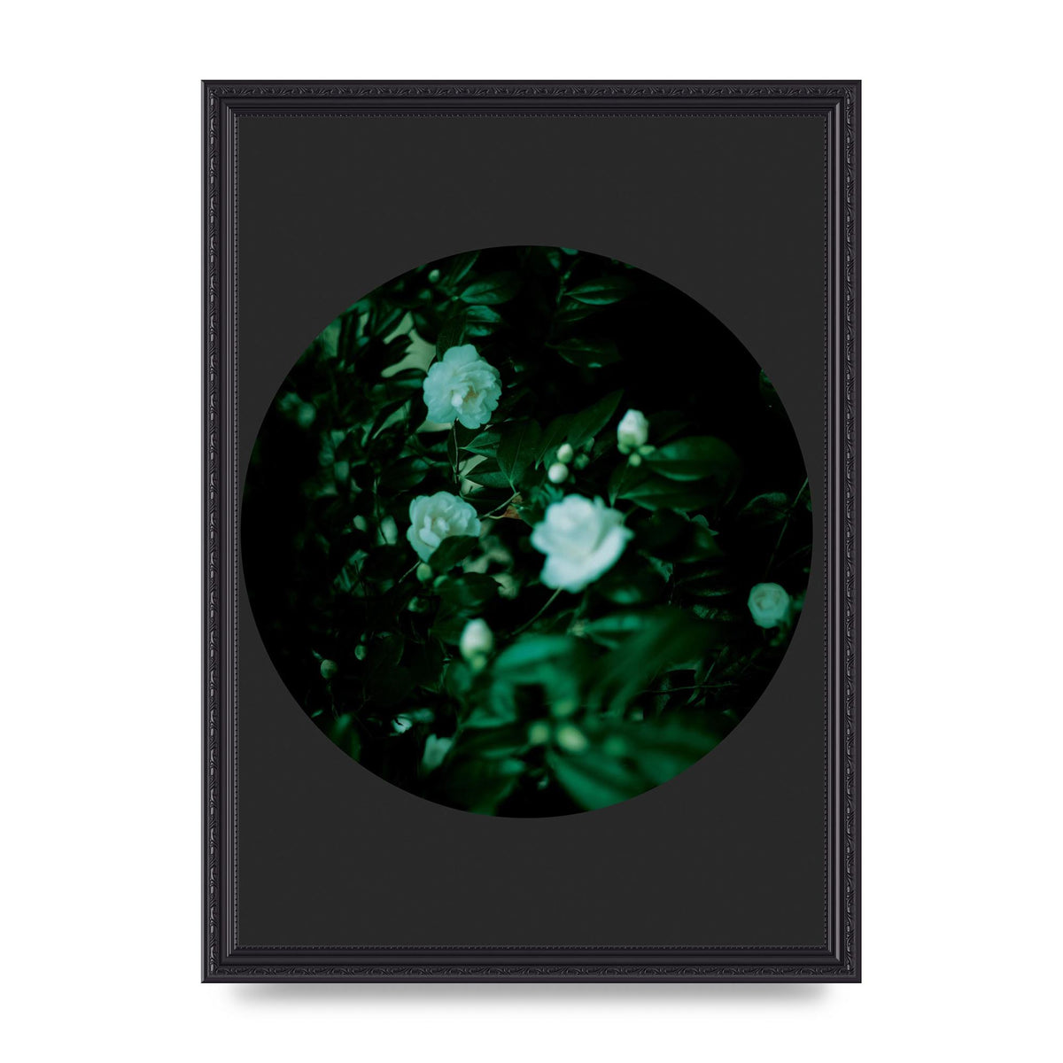 Black Back Green Plant Disc Series Three Wall Art - A3 framed