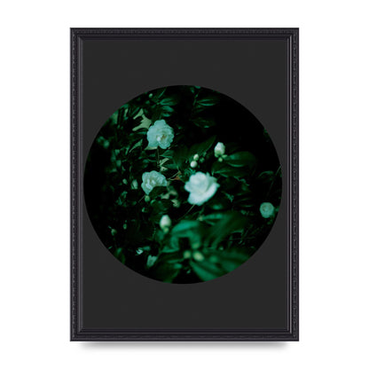 Black Back Green Plant Disc Series Three Wall Art - A3 framed
