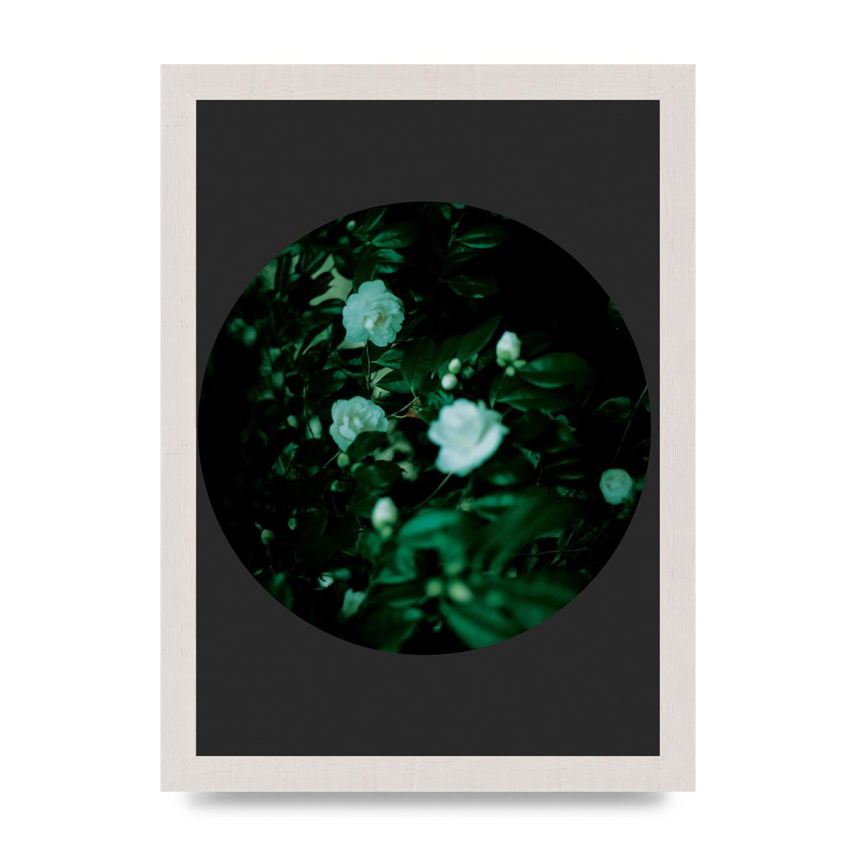 Black Back Green Plant Disc Series Three Wall Art - A4 framed