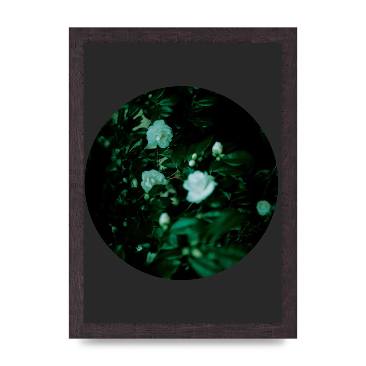 Black Back Green Plant Disc Series Three Wall Art - A4 framed