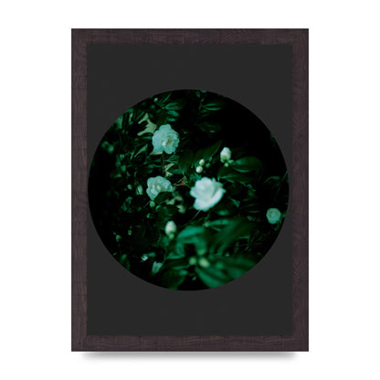 Black Back Green Plant Disc Series Three Wall Art - A4 framed