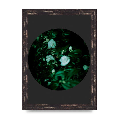 Black Back Green Plant Disc Series Three Wall Art - A4 framed
