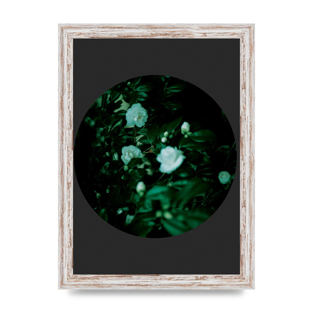 Black Back Green Plant Disc Series Three Wall Art - A4 framed