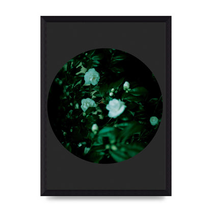 Black Back Green Plant Disc Series Three Wall Art - A4 framed