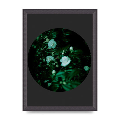 Black Back Green Plant Disc Series Three Wall Art - A4 framed
