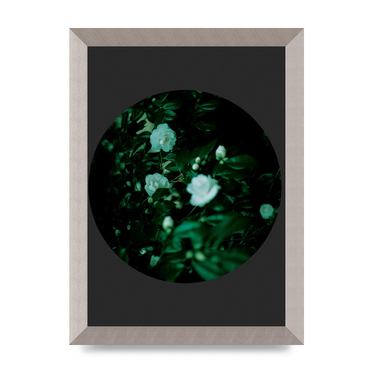 Black Back Green Plant Disc Series Three Wall Art - A4 framed