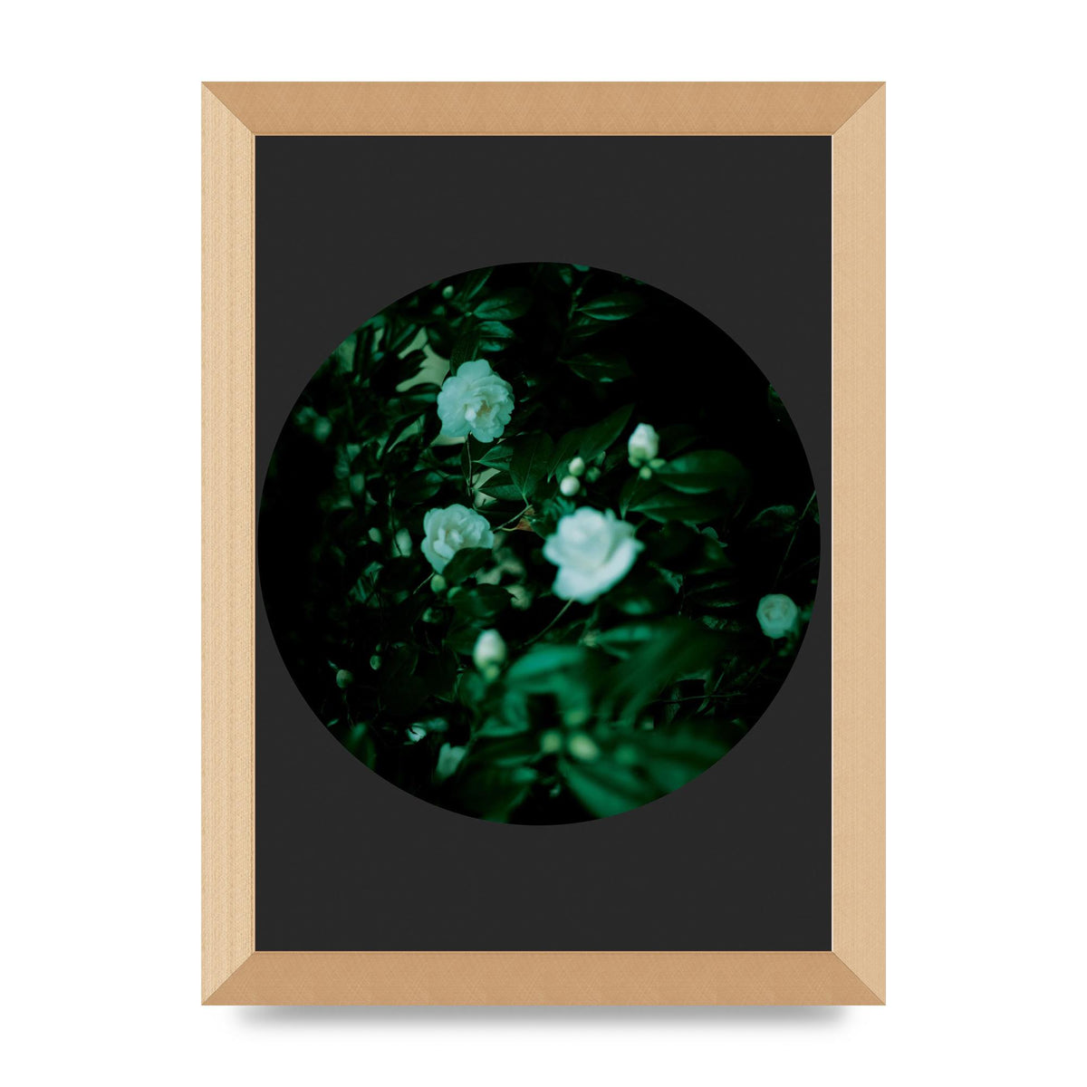 Black Back Green Plant Disc Series Three Wall Art - A4 framed