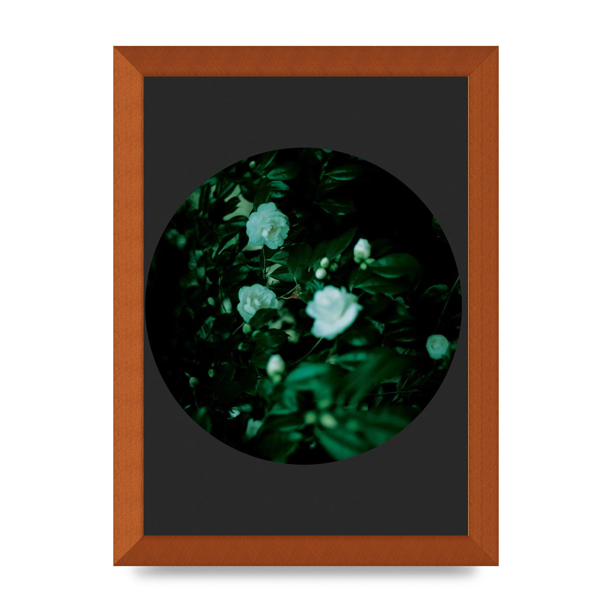 Black Back Green Plant Disc Series Three Wall Art - A4 framed