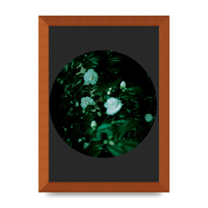 Black Back Green Plant Disc Series Three Wall Art - A4 framed