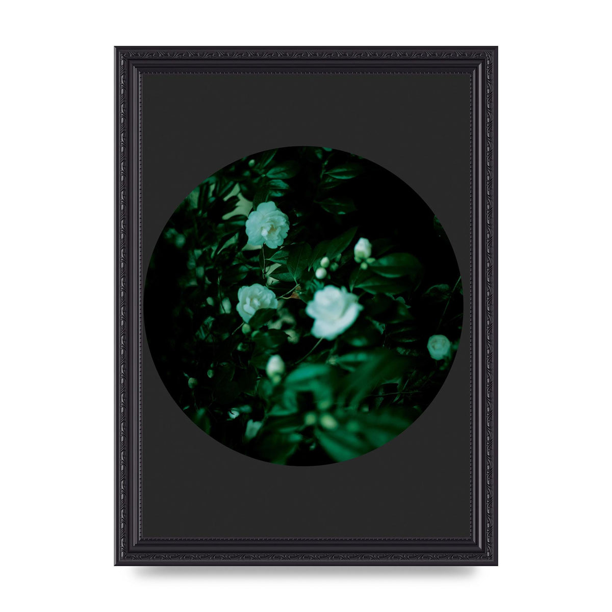 Black Back Green Plant Disc Series Three Wall Art - A4 framed