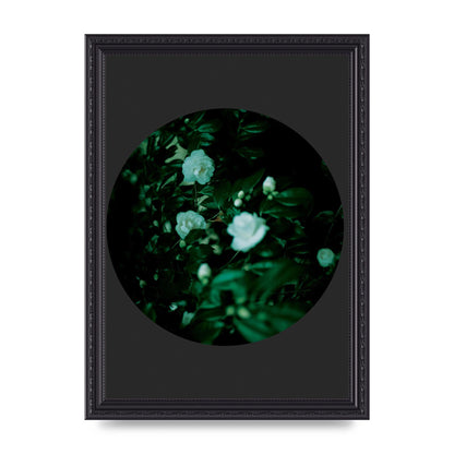 Black Back Green Plant Disc Series Three Wall Art - A4 framed