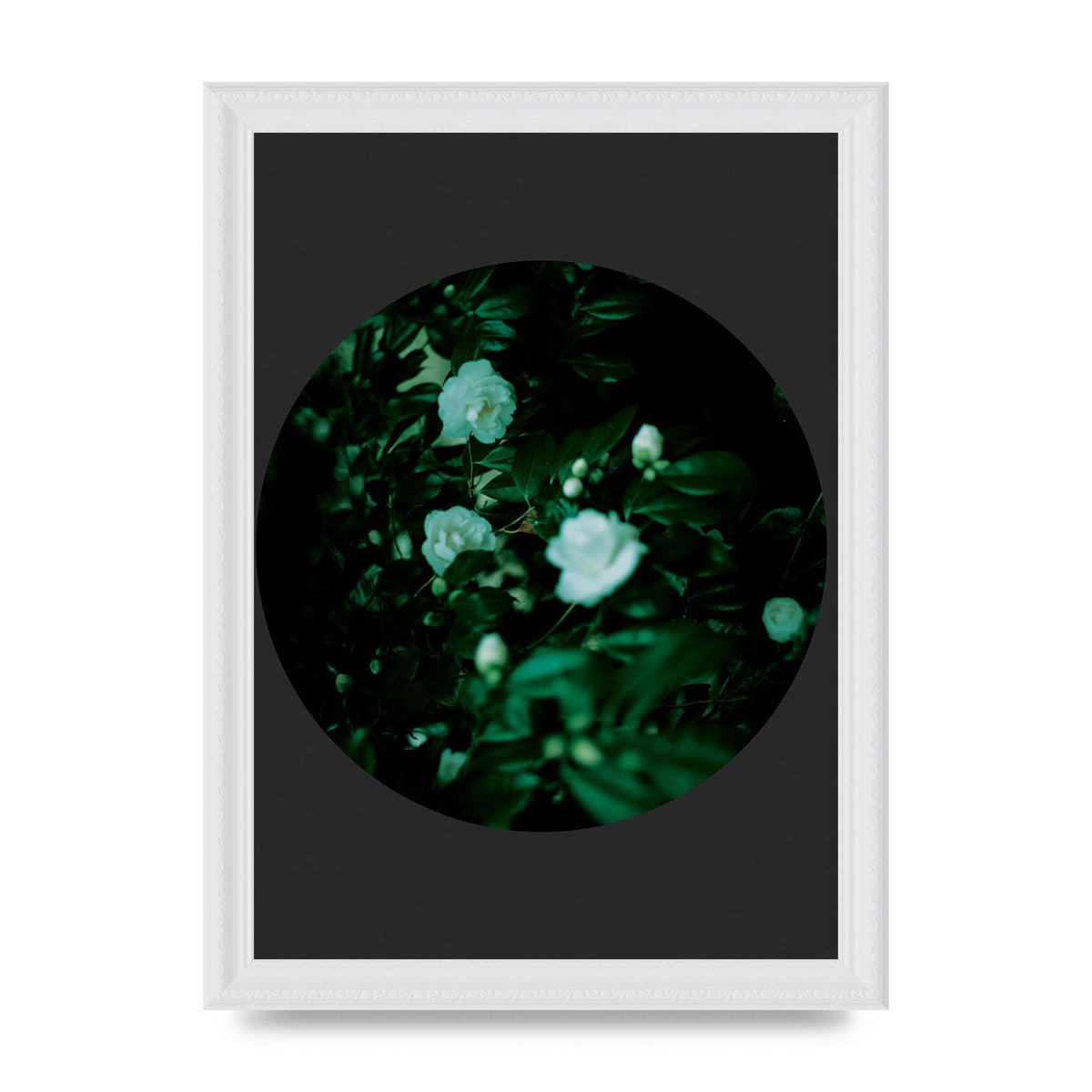 Black Back Green Plant Disc Series Three Wall Art - A4 framed