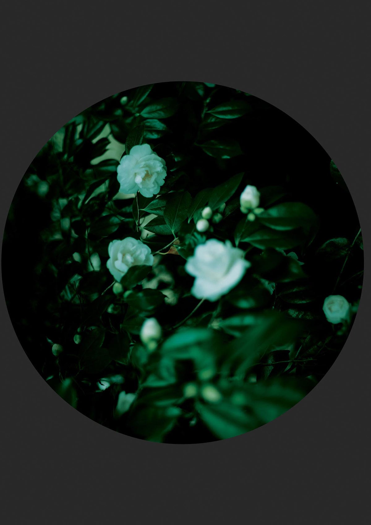 Black Back Green Plant Disc Series Three Wall Art - detail