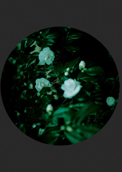 Black Back Green Plant Disc Series Three Wall Art - detail