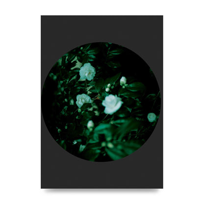 Black Back Green Plant Disc Series Three Wall Art - unframed print