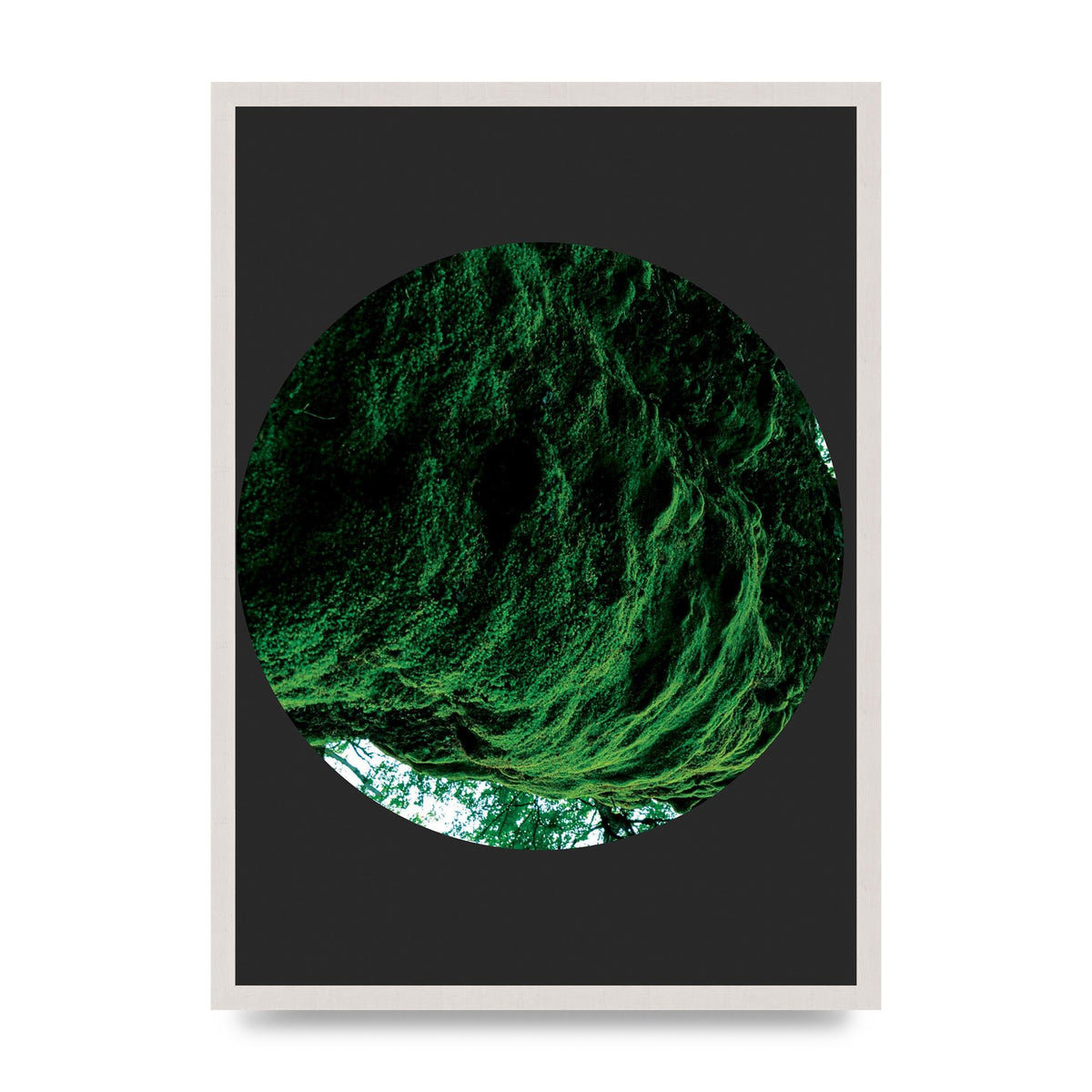 Black Back Green Plant Disc Series Four Art For The Home - A2 framed