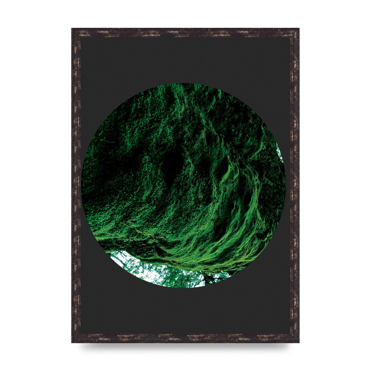 Black Back Green Plant Disc Series Four Art For The Home - A2 framed