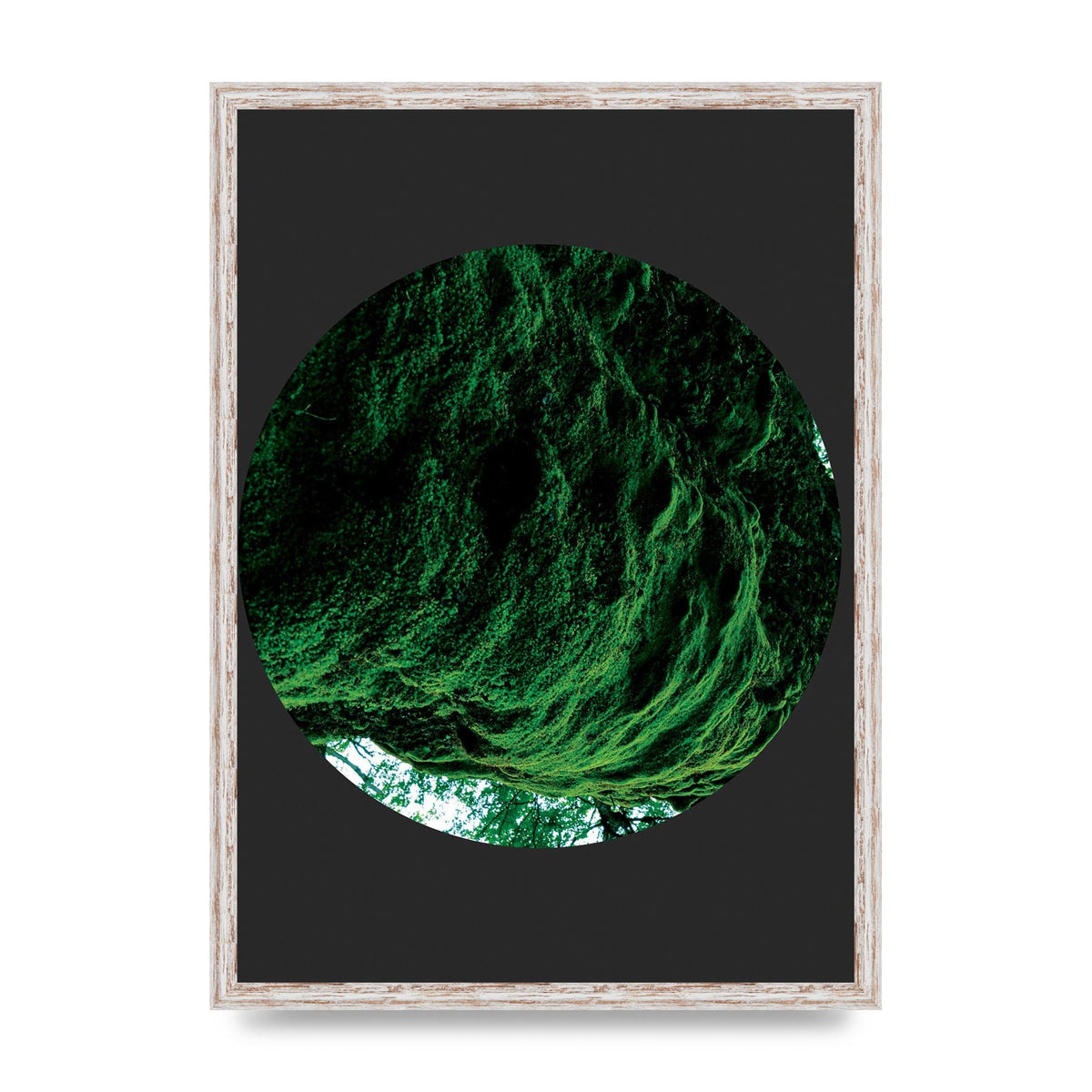 Black Back Green Plant Disc Series Four Art For The Home - A2 framed