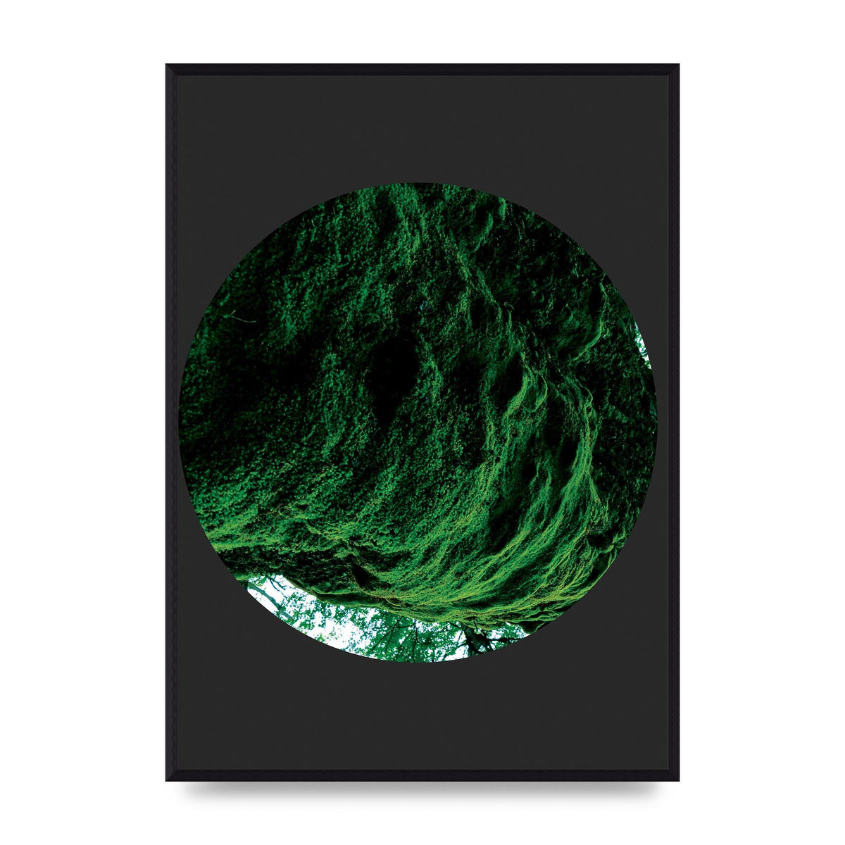 Black Back Green Plant Disc Series Four Art For The Home - A2 framed