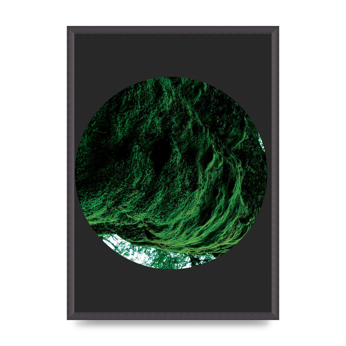Black Back Green Plant Disc Series Four Art For The Home - A2 framed