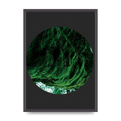 Black Back Green Plant Disc Series Four Art For The Home - A2 framed