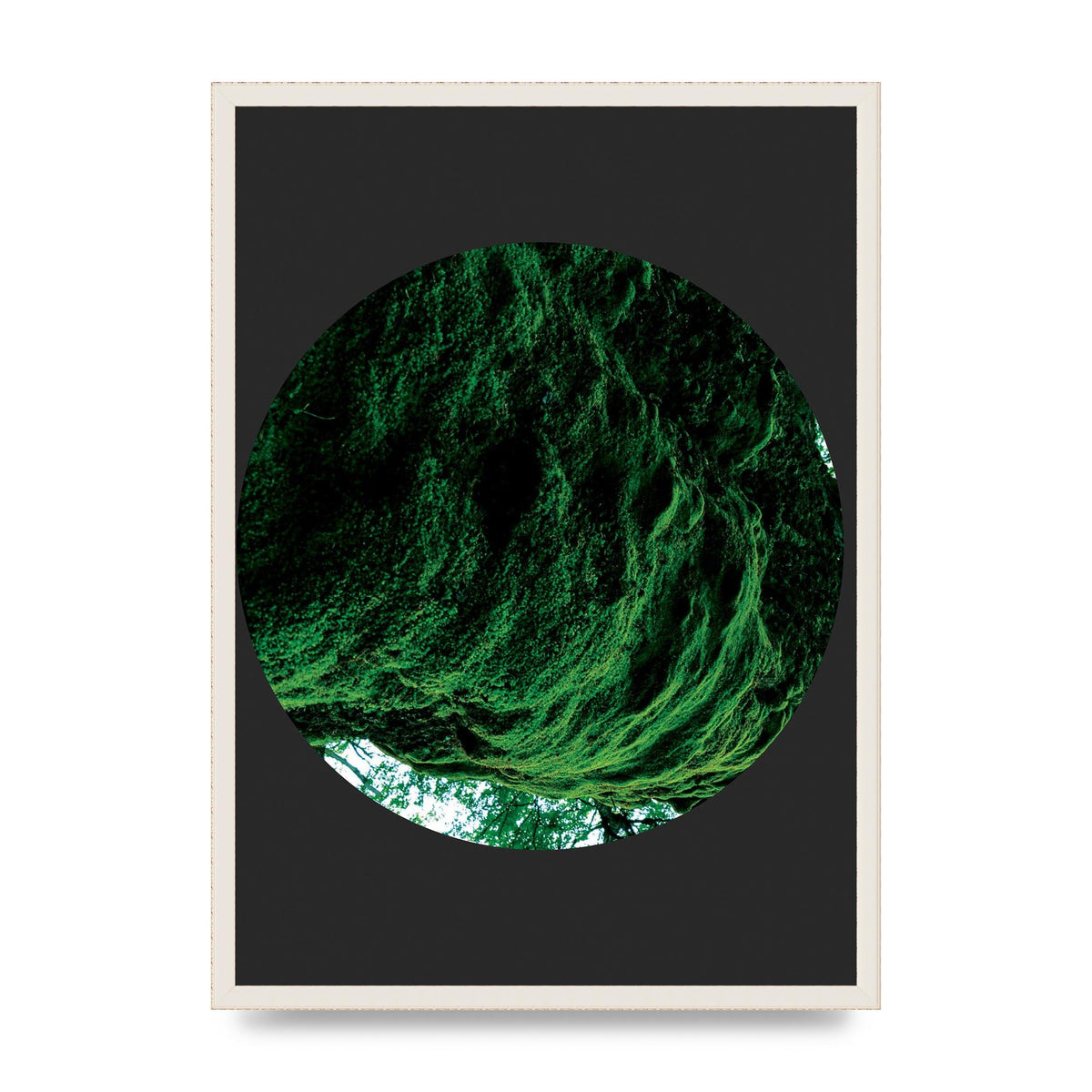 Black Back Green Plant Disc Series Four Art For The Home - A2 framed