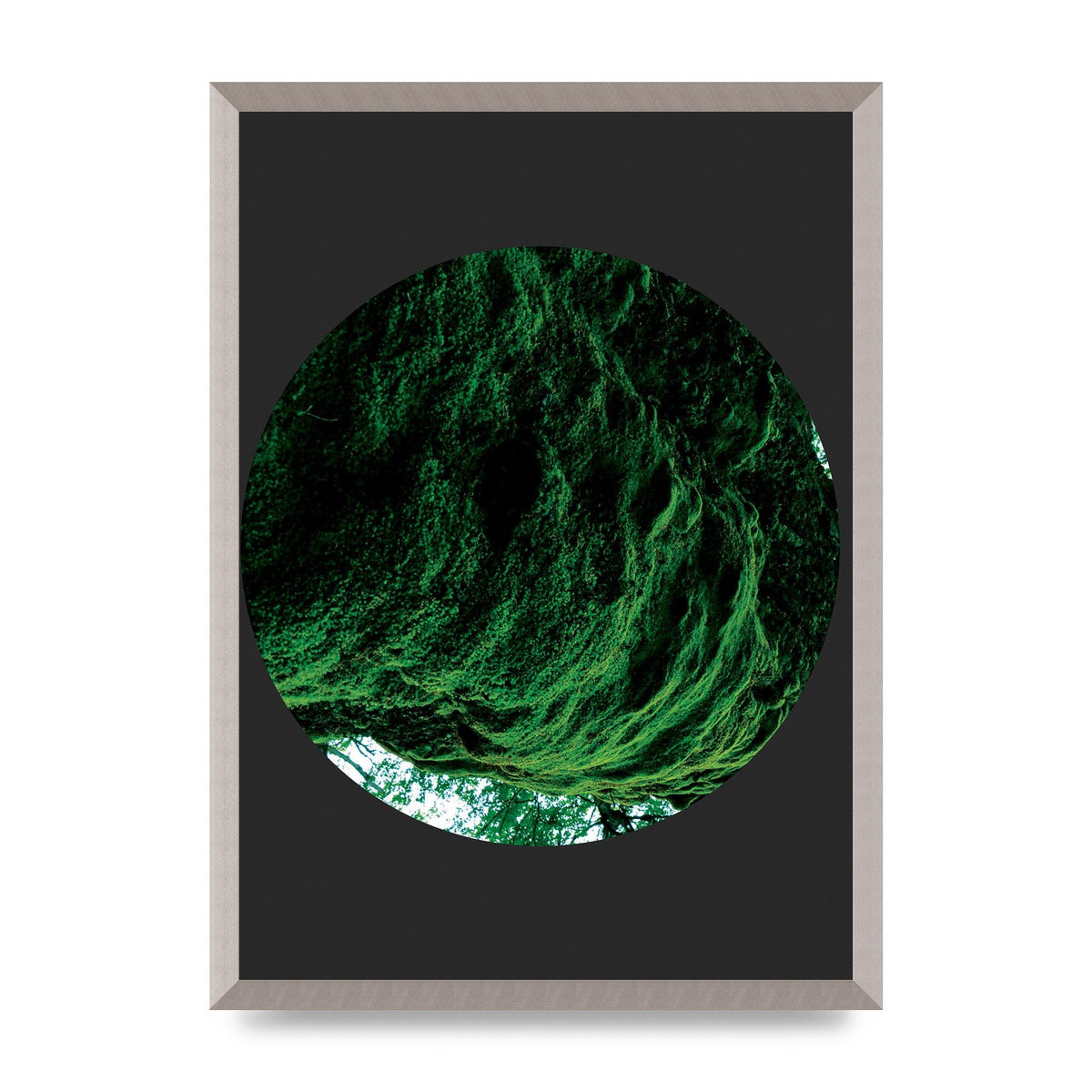 Black Back Green Plant Disc Series Four Art For The Home - A2 framed