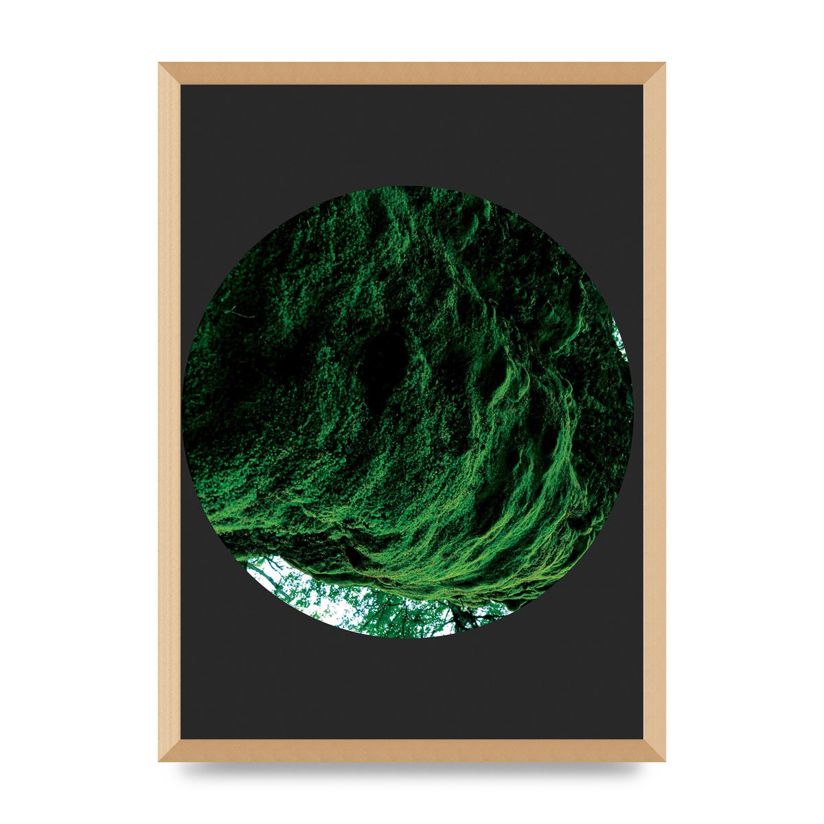 Black Back Green Plant Disc Series Four Art For The Home - A2 framed