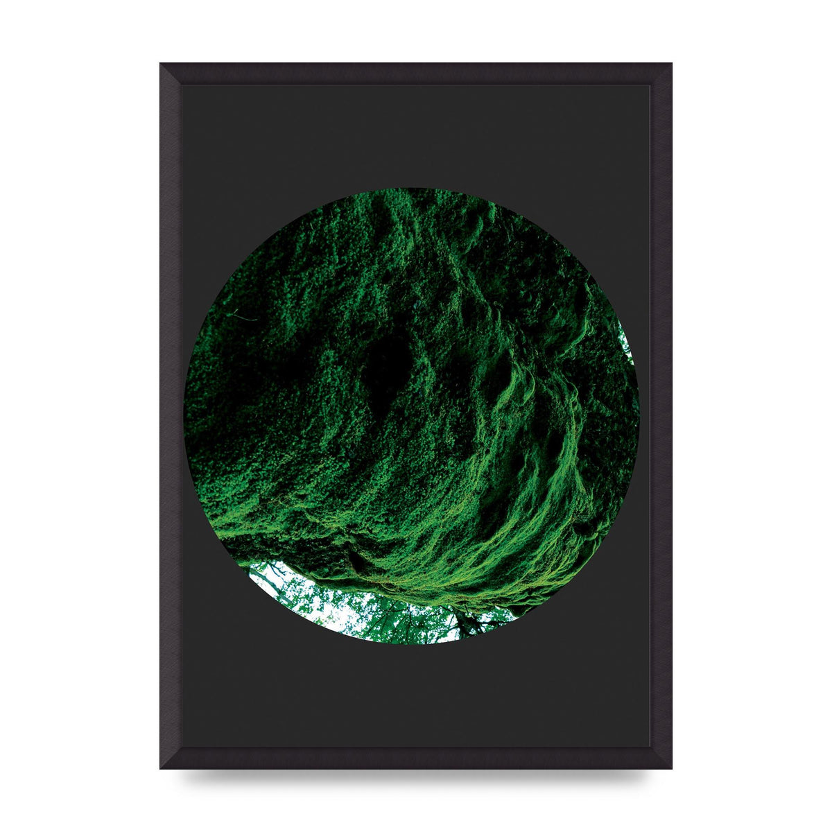 Black Back Green Plant Disc Series Four Art For The Home - A2 framed