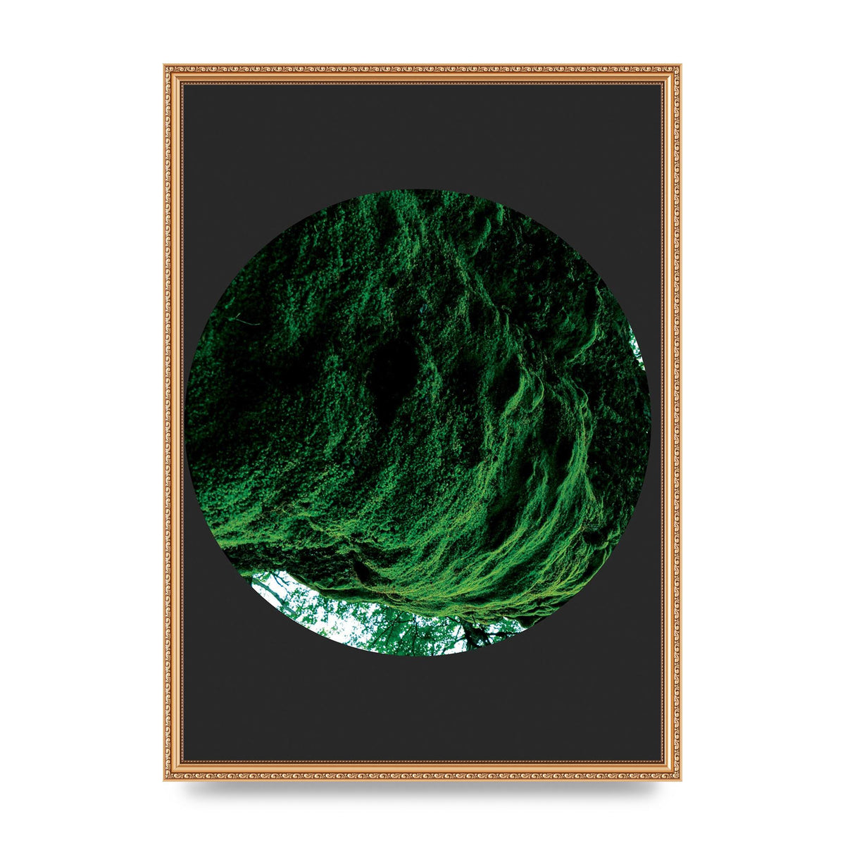 Black Back Green Plant Disc Series Four Art For The Home - A2 framed