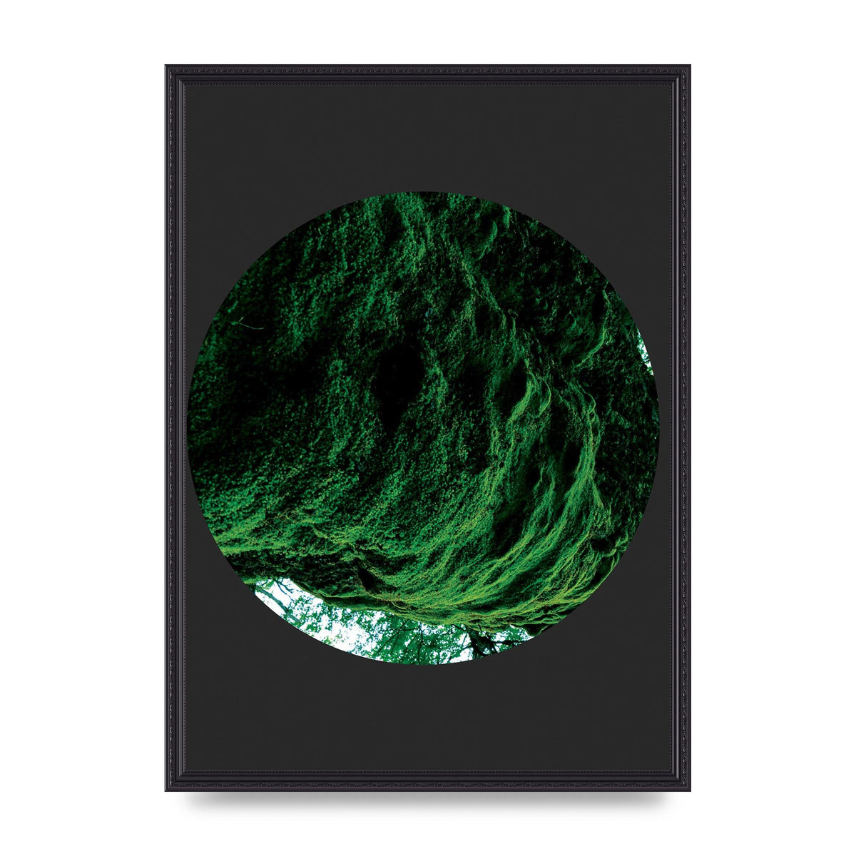 Black Back Green Plant Disc Series Four Art For The Home - A2 framed