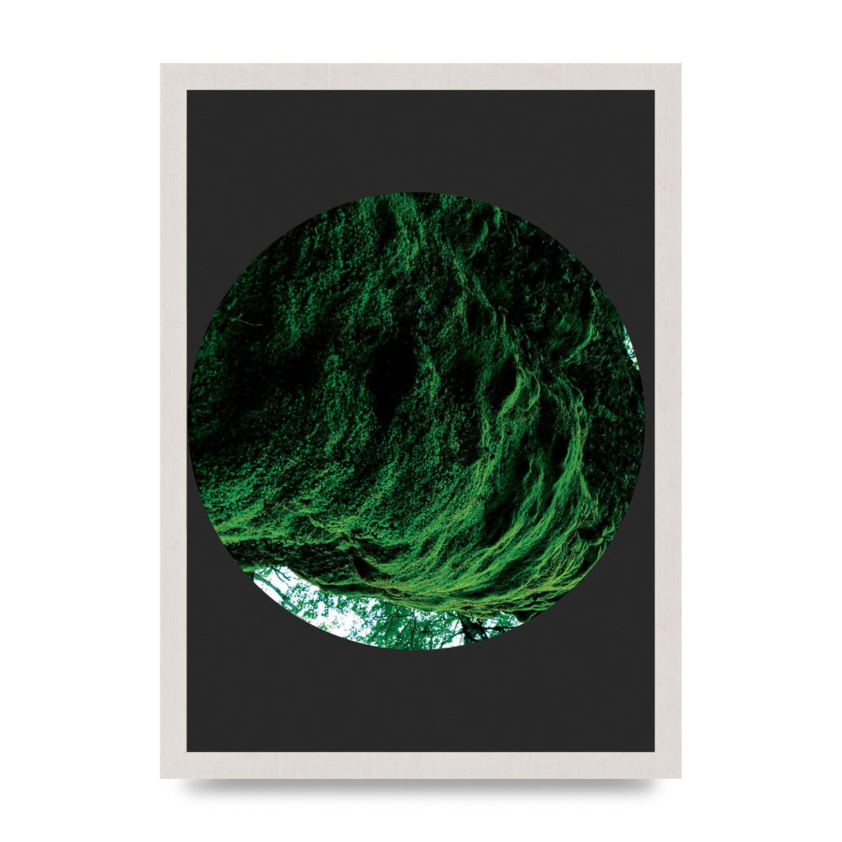 Black Back Green Plant Disc Series Four Art For The Home - A3 framed