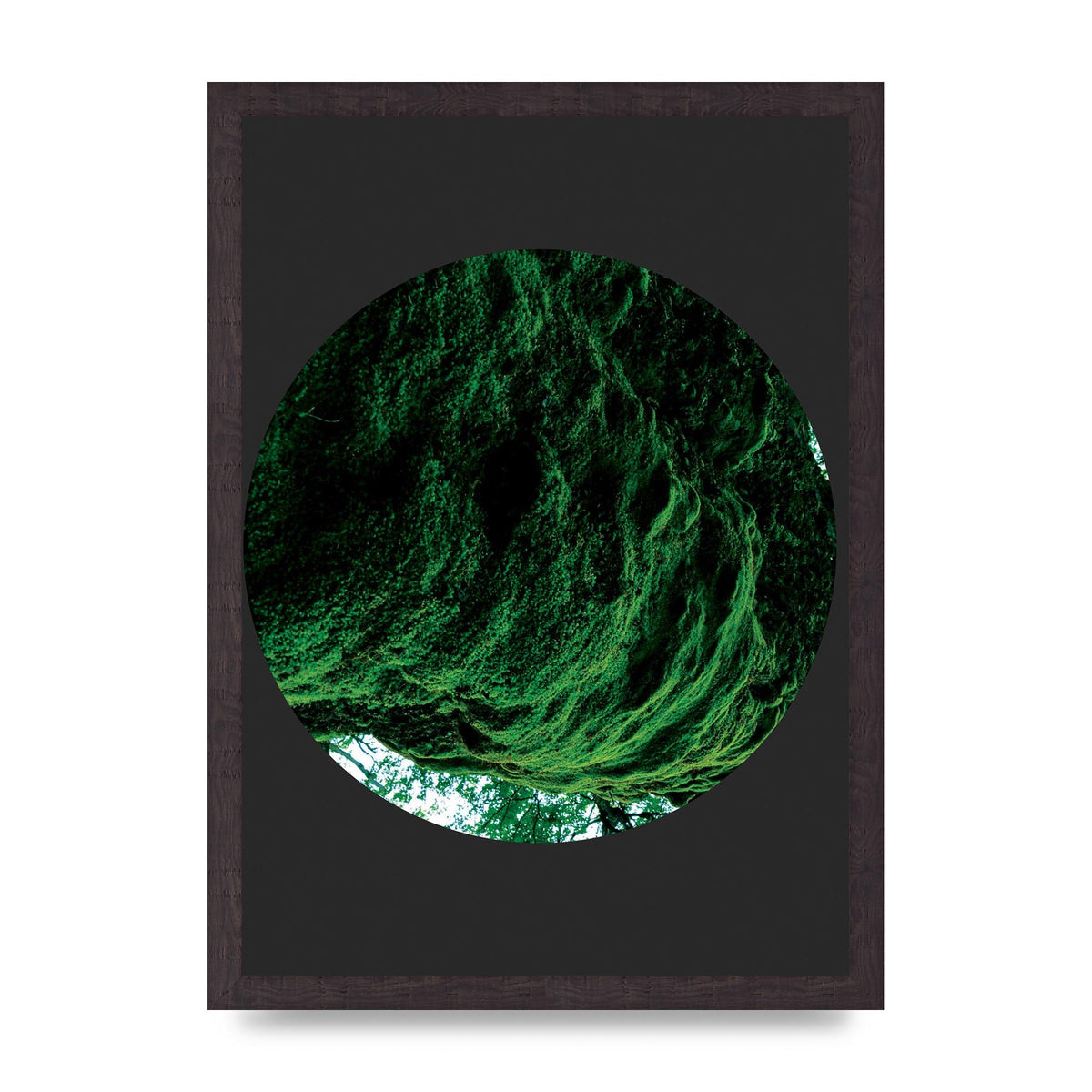 Black Back Green Plant Disc Series Four Art For The Home - A3 framed