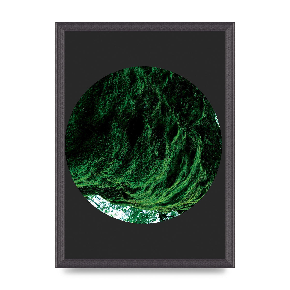 Black Back Green Plant Disc Series Four Art For The Home - A3 framed