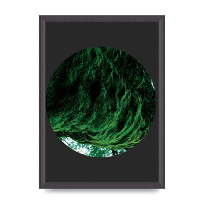 Black Back Green Plant Disc Series Four Art For The Home - A3 framed