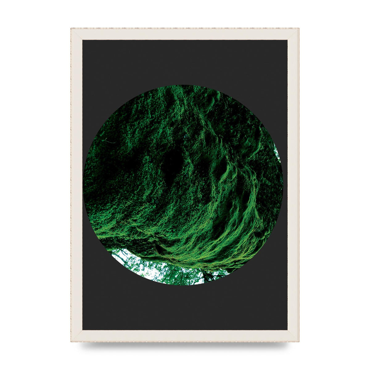 Black Back Green Plant Disc Series Four Art For The Home - A3 framed