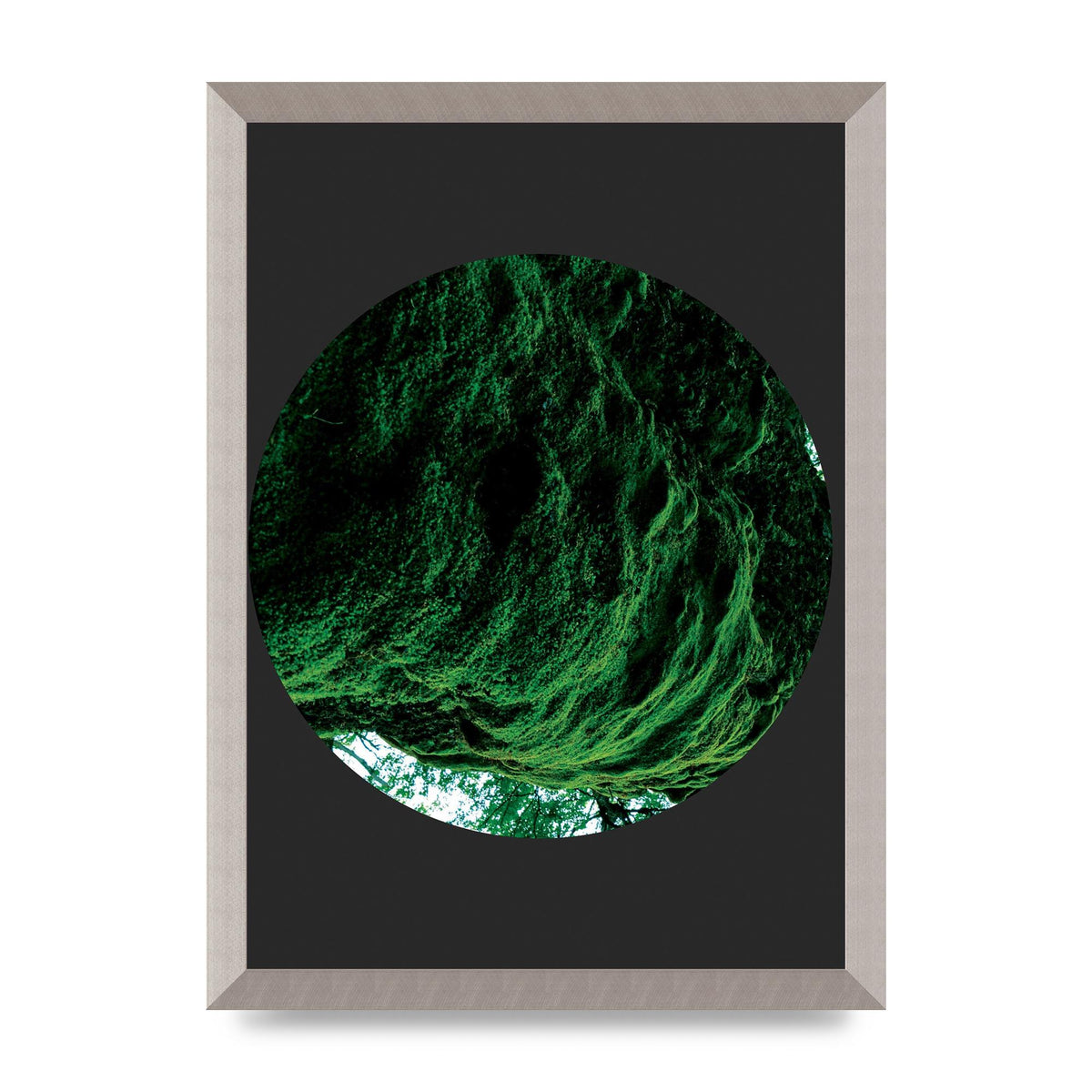 Black Back Green Plant Disc Series Four Art For The Home - A3 framed