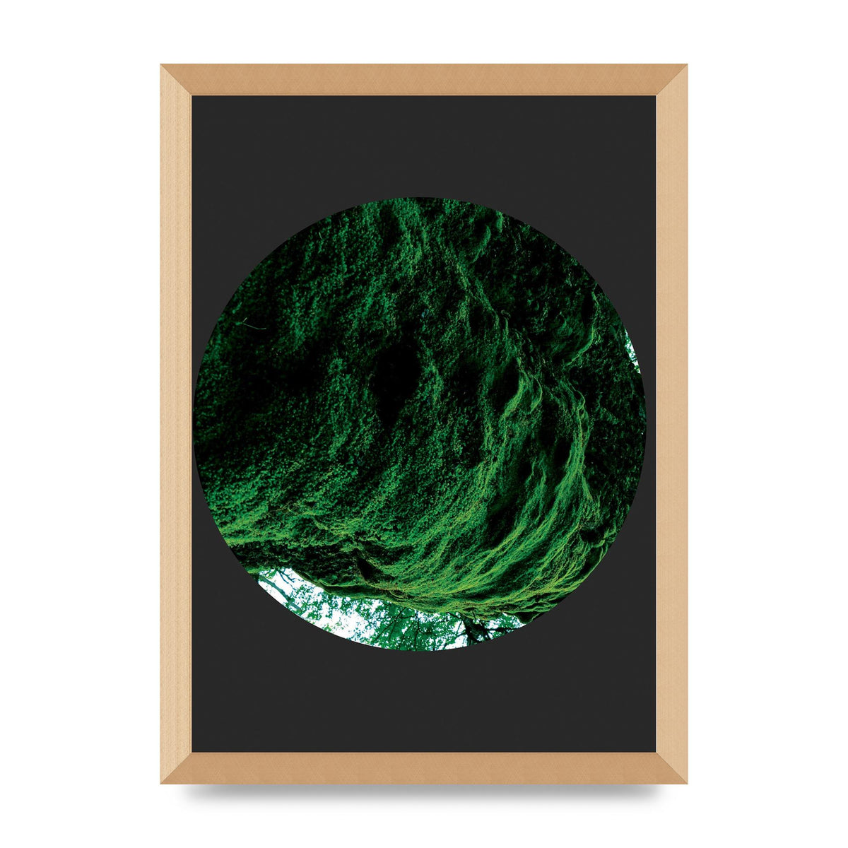 Black Back Green Plant Disc Series Four Art For The Home - A3 framed